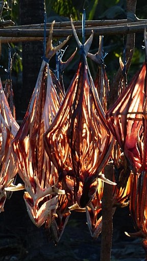 Fisch zum Trocknen aufgeh&auml;ngt - West-Myanmar: Land und Leute