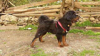 Tibetischer Mastif als Wachhund - S&uuml;d-Ost-Tibet: Land und Leute