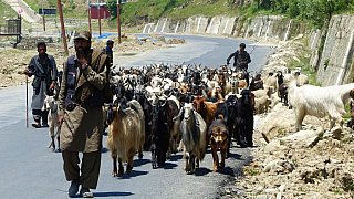 Nomaden in Kashmir auf dem Weg zu den Sommerwiesen. - Jammu & Kashmir: Land und Leute