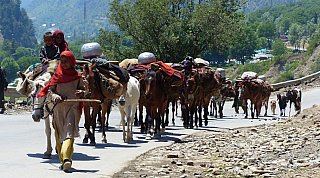 Umzug der Nomaden in Kashmir auf die Sommerwiesen - Jammu & Kashmir: Land und Leute