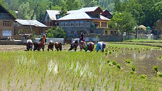 Reisanbau - Jammu & Kashmir: Land und Leute
