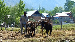 Pfl&uuml;gen des Feldes - Jammu & Kashmir: Land und Leute