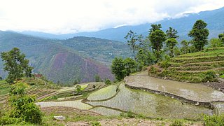 2015 - Reisterassen bei Maina Pokhari - Ost-Nepal: Landschaft