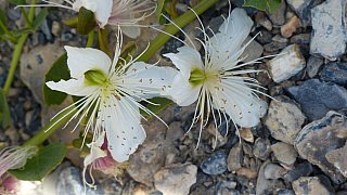 Blumen im Zanskar-Tal - Flora in Indien