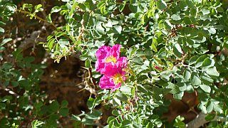 Blumen im Zanskar-Tal - Flora in Indien