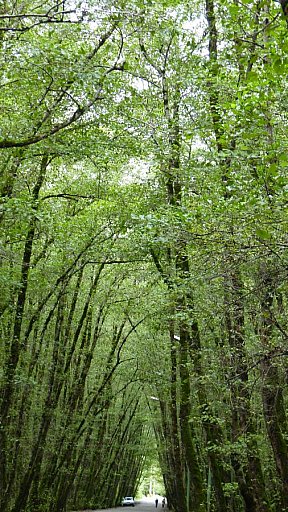 Gissom Jungle - Nord-Iran: Landschaft
