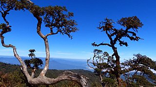 Rhododendren auf dem Gipfel des Mt. Victoria - West-Myanmar: Landschaft