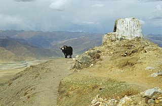 2006 - Yak auf dem Pilgerweg um das Ganden Kloster - Zentral-Tibet: Landschaft