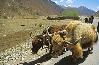 2006 - Yaks auf dem Weg zur Feldarbeit - Zentral-Tibet: Land und Leute