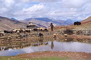 2006 - Schafe und Yaks vom Ngor Village - Zentral-Tibet: Land und Leute