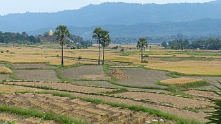 Ebene rund um Bagan - West-Myanmar: Landschaft