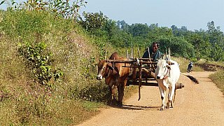 Ochsengespann - Zentral-Myanmar: Land und Leute