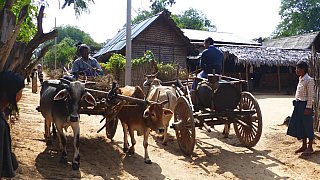 Uriges traditionelles Dorf bei Bagan - Zentral-Myanmar: Land und Leute
