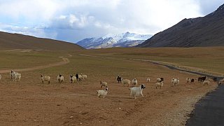 Das tibetische Hochplateau ist Nomadenland - Ladakh: Landschaft