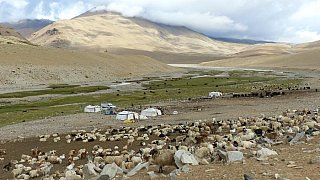 Nomadenzelte und Pashmina-Ziegen - Ladakh: Land-und-Leute