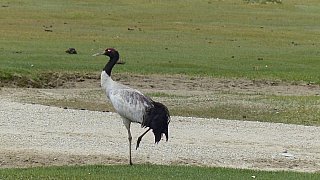 Schwarzhalskranich in Ladakh - Fauna in Indien