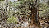 Ein Wald wie ein M&auml;rchen in Bhutan - Paro - Haa: Landschaft