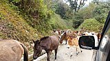 Pferde-Karawane auf dem Weg von Gasa hinunter ins Tal - Thimphu-Punakha: Landschaft