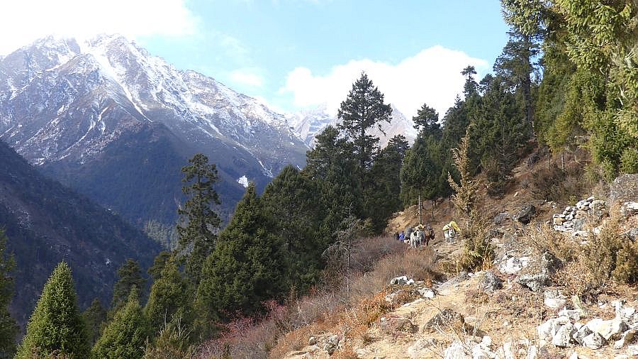 R&uuml;ckweg von Laya nach Koina - Thimphu-Punakha: Laya Trekking