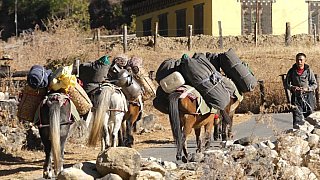 Pony-Karawane voll bepackt - Paro - Haa: Sage La Trekking