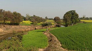 Senffelder im l&auml;ndlichen Indien - Madhya-Pradesh: Landschaft
