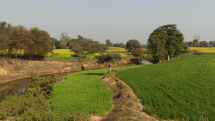 Senffelder im l&auml;ndlichen Indien - Madhya-Pradesh: Landschaft