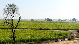 Endlose Senffelder entlang der Stra&szlig;e - Madhya-Pradesh: Landschaft