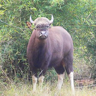 Wilder B&uuml;ffel im Bandhavgarh Nationalpark - Fauna in Indien