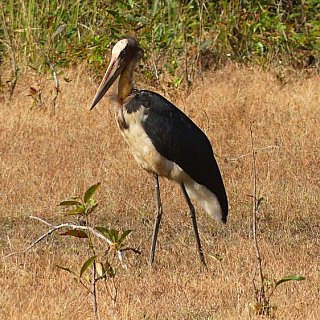 Storch im Bandhavgar Nationalpark - Fauna in Indien