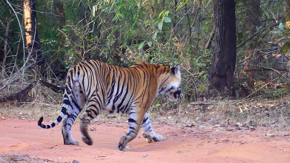 Tiger im Bandhavgarh Nationalpark - Fauna in Indien