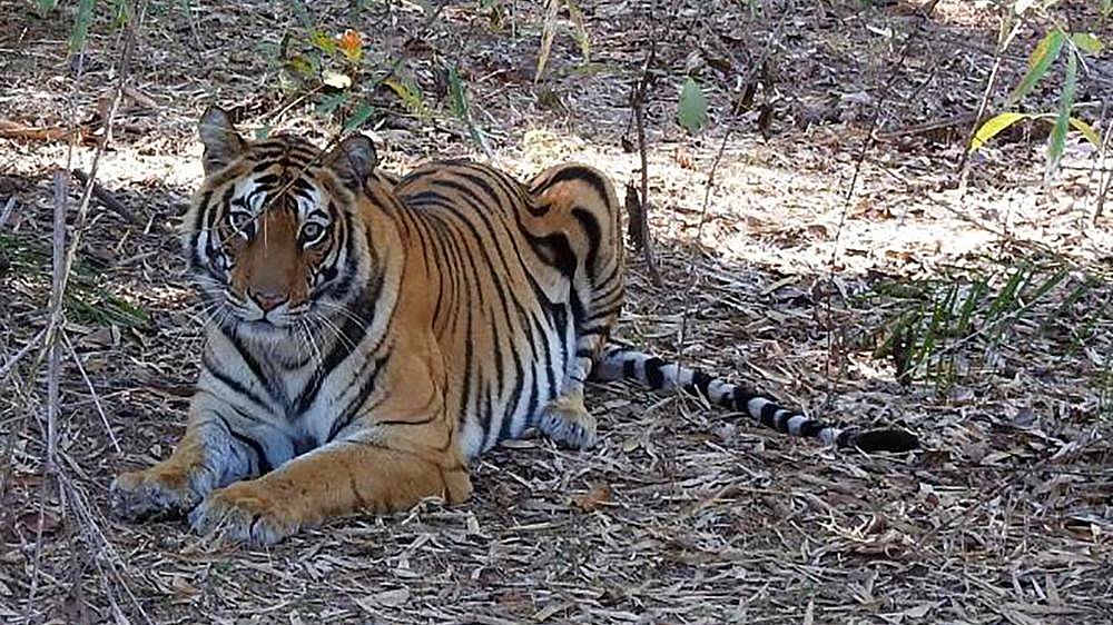 Tiger-Ruhepause im Laub - Fauna in Indien