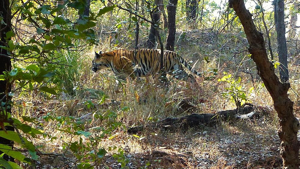 Tiger im Geb&uuml;sch - Fauna in Indien