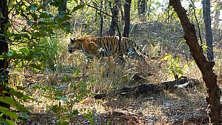 Tiger im Geb&uuml;sch - Fauna in Indien