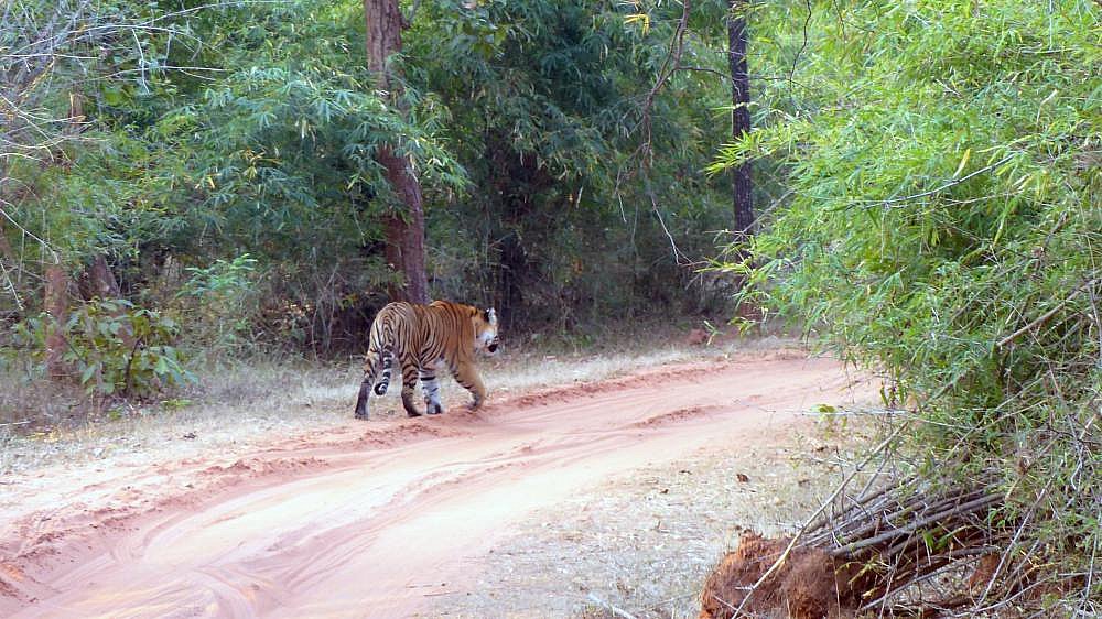 Tiger auf der Piste - Fauna in Indien