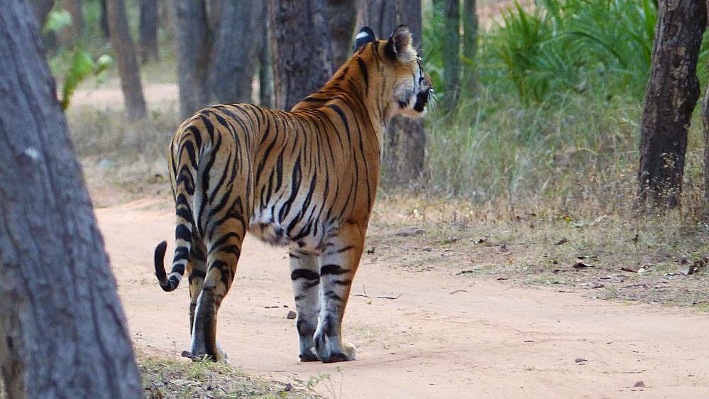 Tiger unterwegs im Bandhavgarh Nationalpark - Fauna in Indien