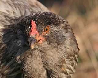Huhn im Bhoramdeo Jungle Retreat - IND-Blog-Bilder