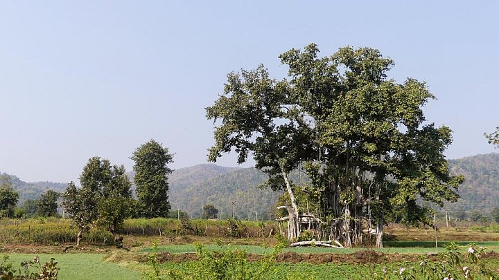L&auml;ndliches Bhoramdeo in Chhattisgarh - Chhattisgarh: Landschaft