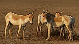 Wildesen im Little Ran of Kutch Nationalpark - Gujarat - Flora und Fauna