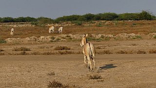 Indische Wildesel in der Steppe - Gujarat - Flora und Fauna