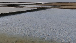 Salzfelder im Kutch Nationalpark - Gujarat - Flora und Fauna