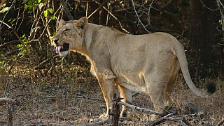 L&ouml;win im Sasan Gir Nationalpark - Gujarat - Flora und Fauna