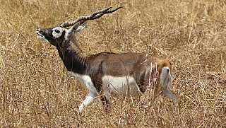 Hirschziegenantilope - Gujarat - Flora und Fauna