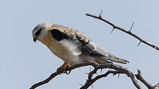 Junger Gleitaar - Gujarat - Flora und Fauna