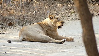 L&ouml;win im Gir Nationalpark - Gujarat - Flora und Fauna
