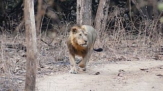 L&ouml;we auf morgentlichem Gang - Gujarat - Flora und Fauna