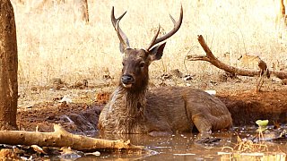 Sambar-Hirsch im Gir Nationalpark - Gujarat - Flora und Fauna