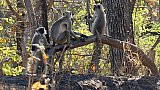 Languren-Affen im Gir Nationalpark - Gujarat - Flora und Fauna