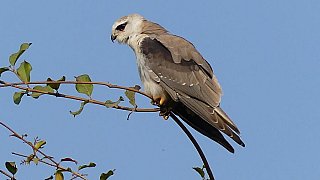 Gleitaar (elanus caeruleus) - Gujarat - Flora und Fauna