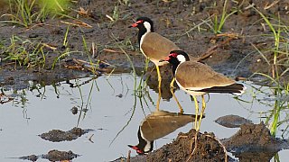 Rotlappenkiebitze - Gujarat - Flora und Fauna