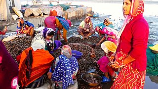 Sortierarbeiten auf dem Fischmarkt - Gujarat - Land und Leute